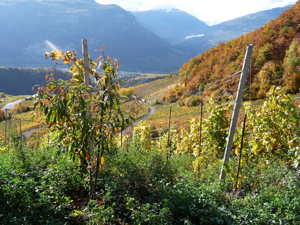 SCHWEIZ