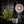 Load image into Gallery viewer, 2022 Chasselas, Maison Vulpin