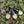 Load image into Gallery viewer, 13 vine + Menu (Vinsmagning med Chateau de Lavernette på Restaurant ALF den 2.JUNI 2025 18.00-22.00
