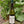 Load image into Gallery viewer, 2022 Calmont Urgestein, Riesling trocken, Weingut Laurentiushof