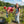 Load image into Gallery viewer, 13 vine + Menu (Vinsmagning med Chateau de Lavernette på Restaurant ALF den 2.JUNI 2025 18.00-22.00