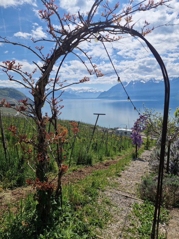 Swiss wine & raclette extravaganza at TILDA og KARL. Please come as it fits you from 18:00 to 21:00, experience the best Swiss wine their famous cheese and enjoy a cosy time on the 26th of February