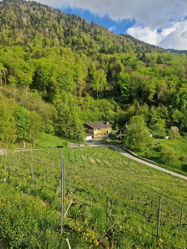 Swiss wine & raclette extravaganza at TILDA og KARL. Please come as it fits you from 18:00 to 21:00, experience the best Swiss wine their famous cheese and enjoy a cosy time on the 26th of February