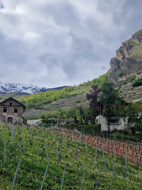 Swiss wine & raclette extravaganza at TILDA og KARL. Please come as it fits you from 18:00 to 21:00, experience the best Swiss wine their famous cheese and enjoy a cosy time on the 26th of February