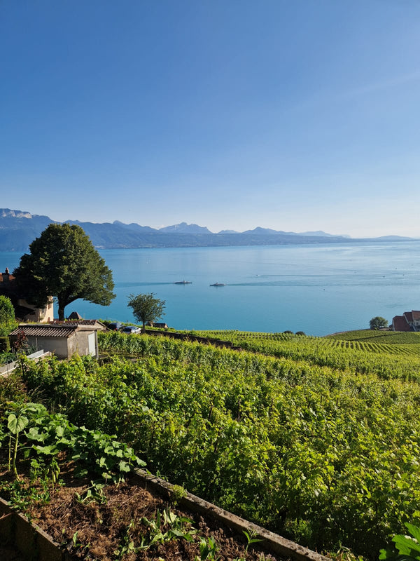 Swiss wine & raclette extravaganza at TILDA og KARL. Please come as it fits you from 18:00 to 21:00, experience the best Swiss wine their famous cheese and enjoy a cosy time on the 26th of February